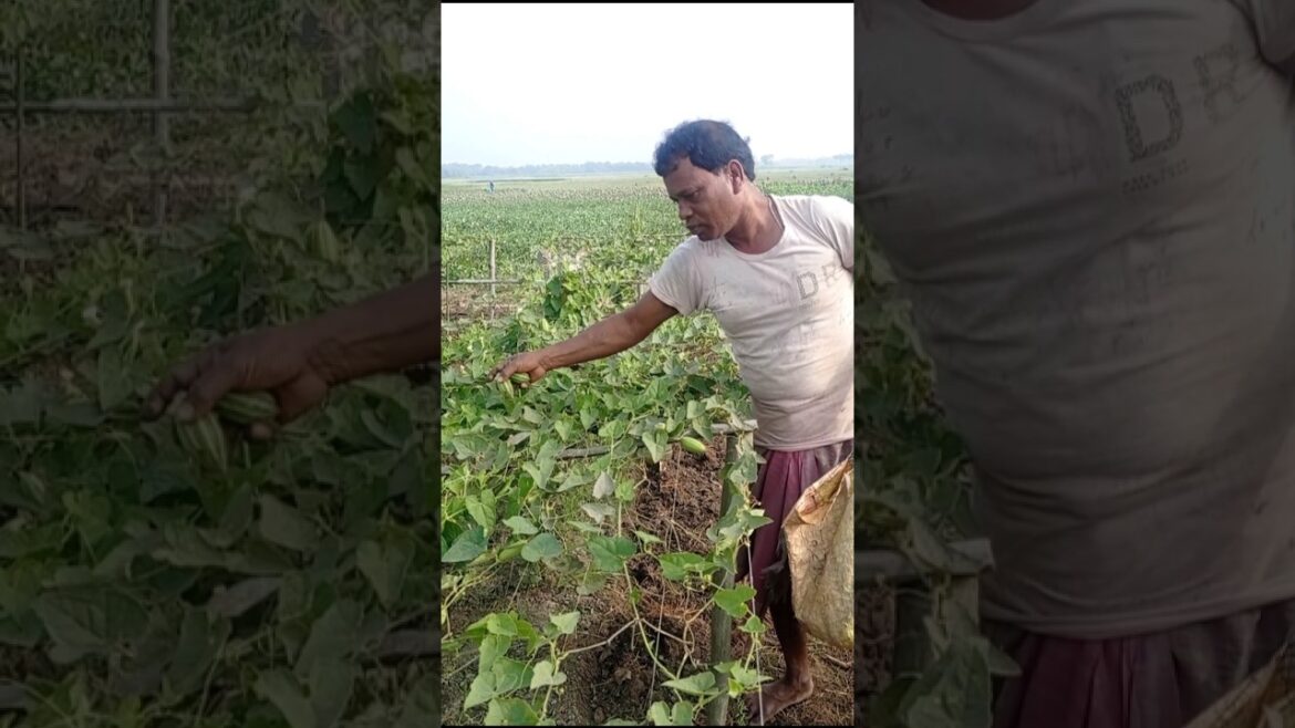 Pointed Gourd (Parwal) Harvest in Village Farm 🌱 #shorts