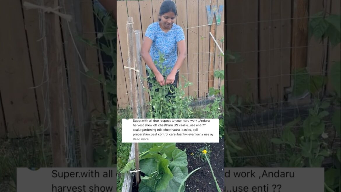 Garden tips #youtubeshorts #ytshorts #garden #organic #divya’smuchatlu