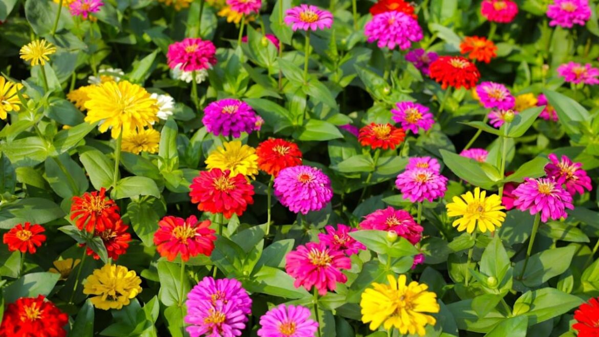 16 Budget-Friendly Plants That’ll Add Color to the Garden Backyard Garden Lover