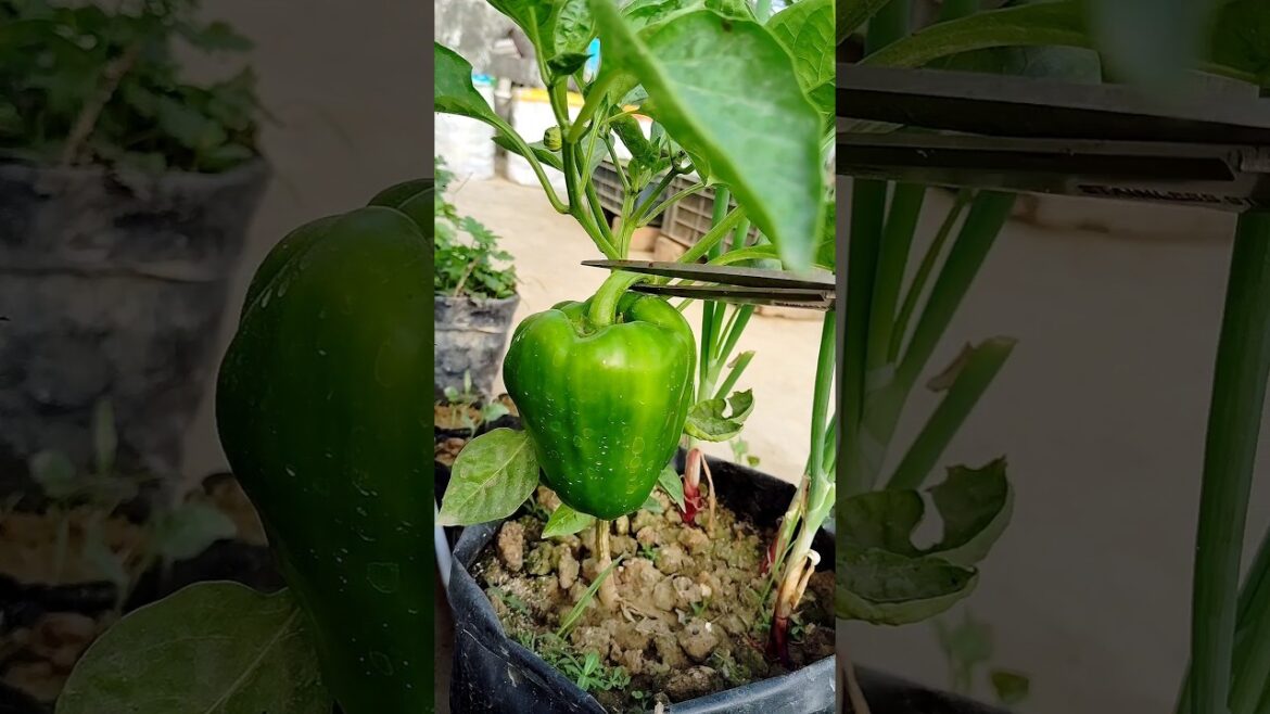 Capsicum harvesting #youtubeshorts #garden #shortsfeed #vegetablegardening #lakshivgardening