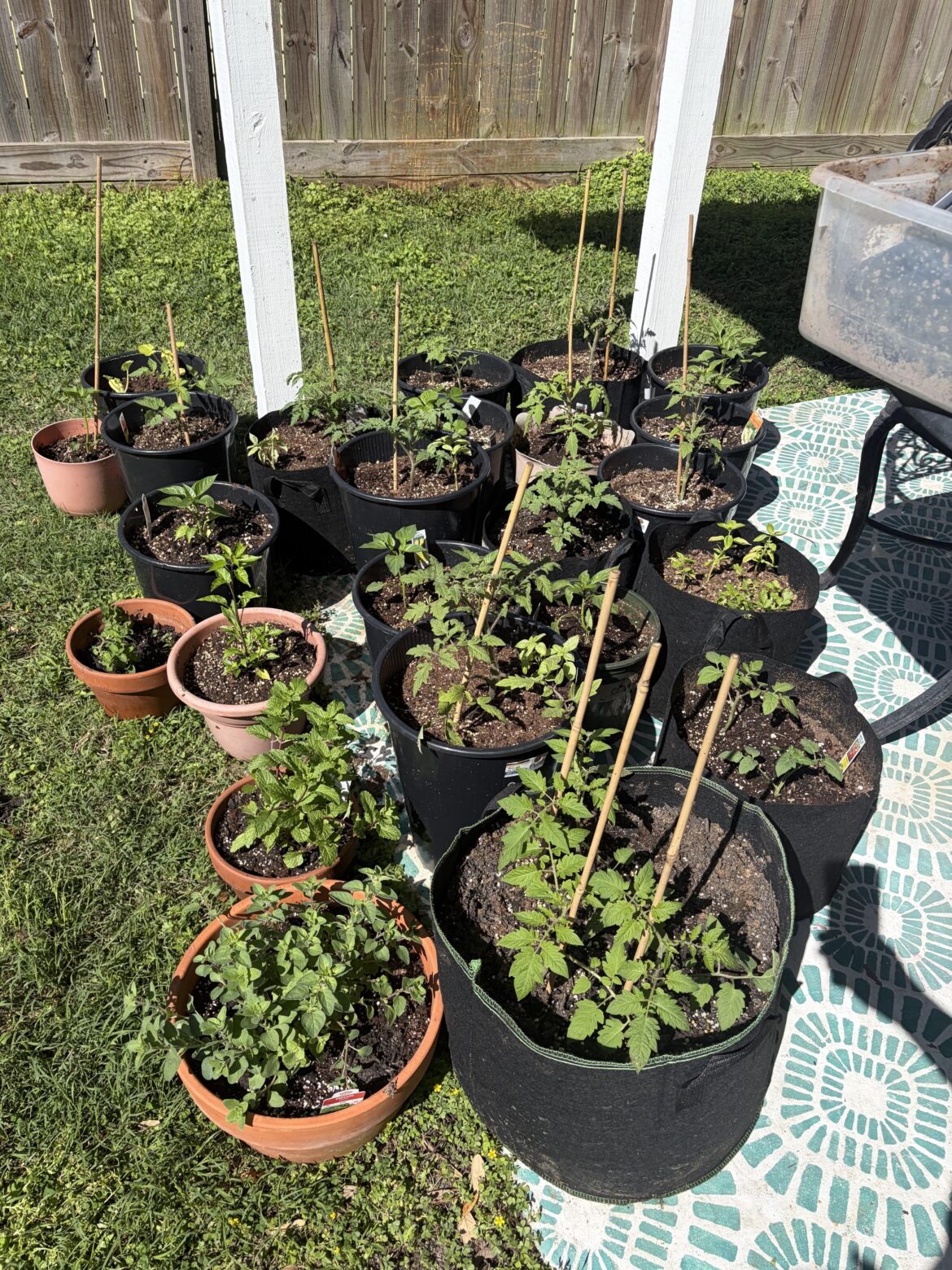 How much sun for tomatoes?