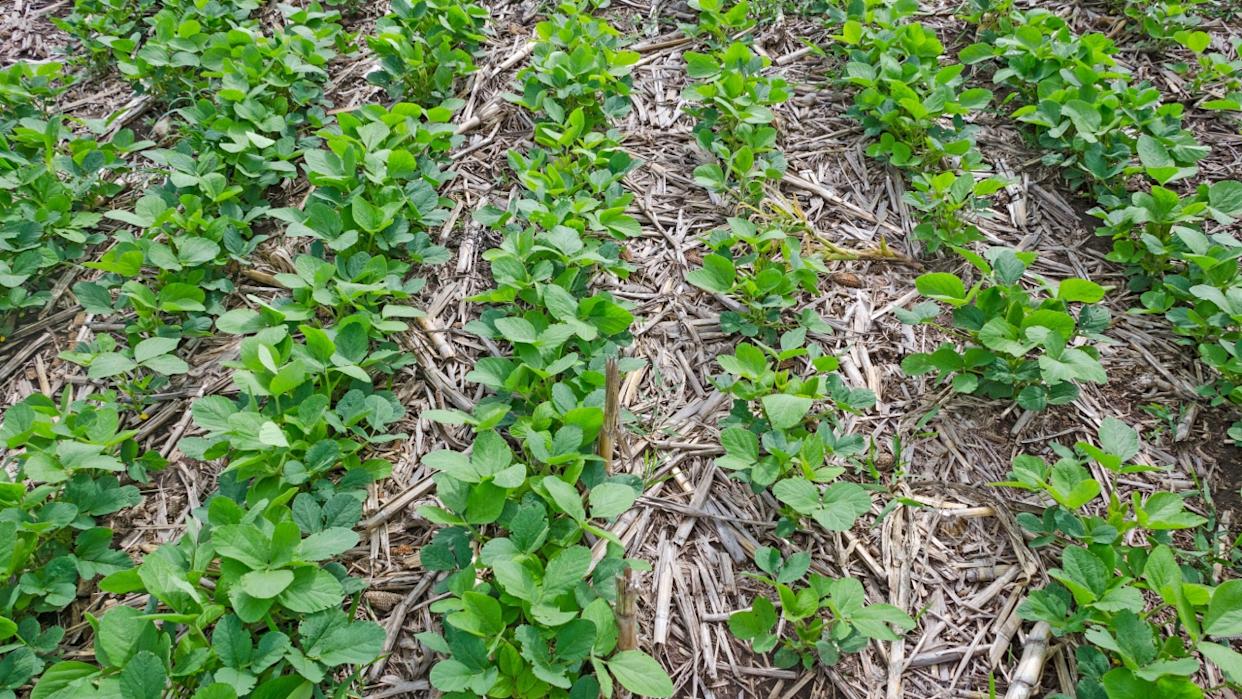 the soybeans were no-till in Argentina