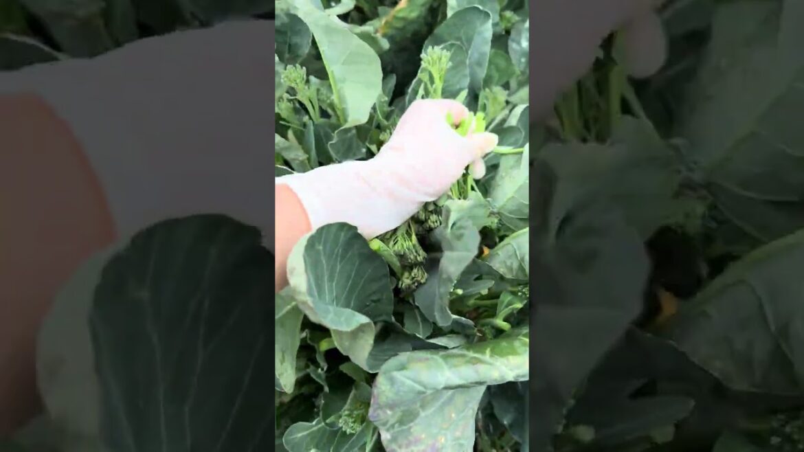 Evergreen Harvest: Top 5 Vegetables for Year-Round Gardening Evergreen Harvest: Top 5 Vegetables for Year-Round Gardening
