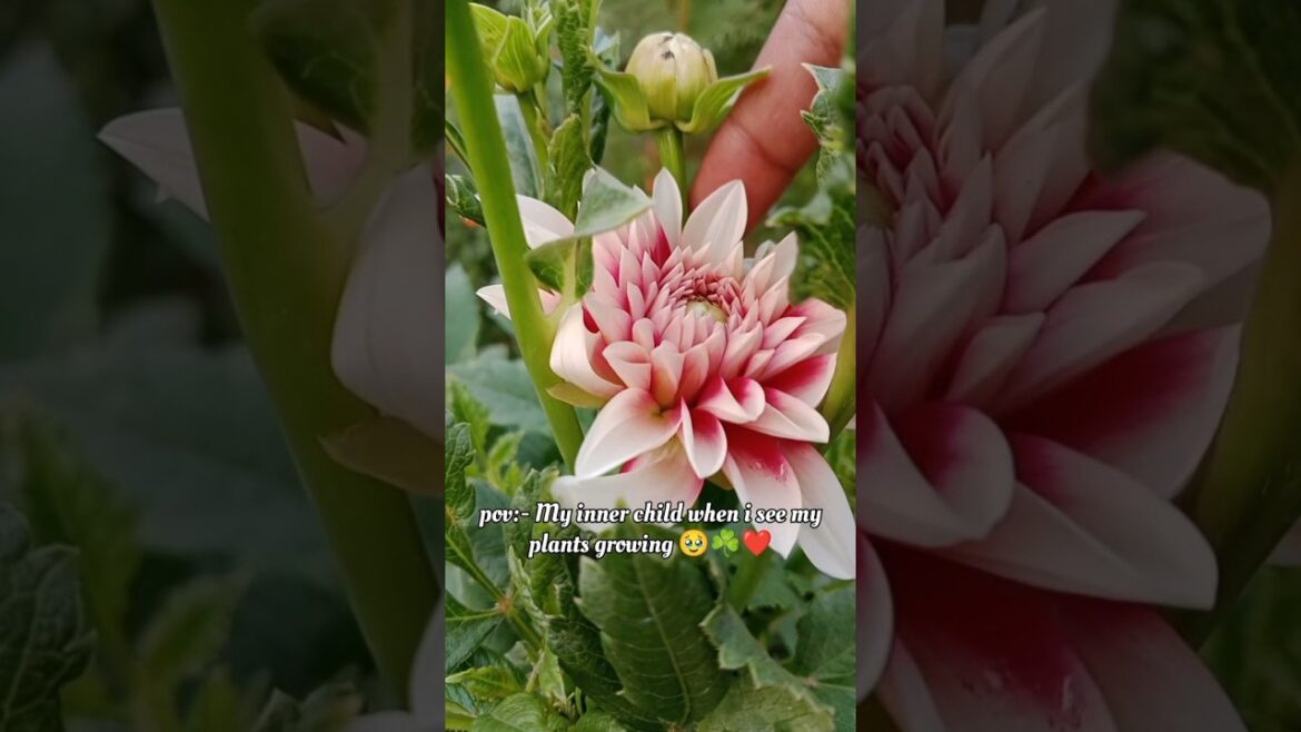 MY PLANTS 🥹❤️ #plants #flower #flowers #garden #gardener #gardening #flowers #growing #growingflower