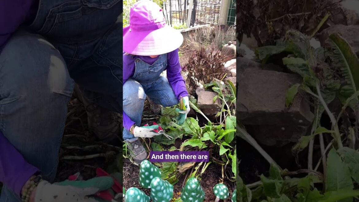 Comfrey: The Garden Treasure You're Overlooking 🌿 #gardeningtips  #gardening #garden #gardentips