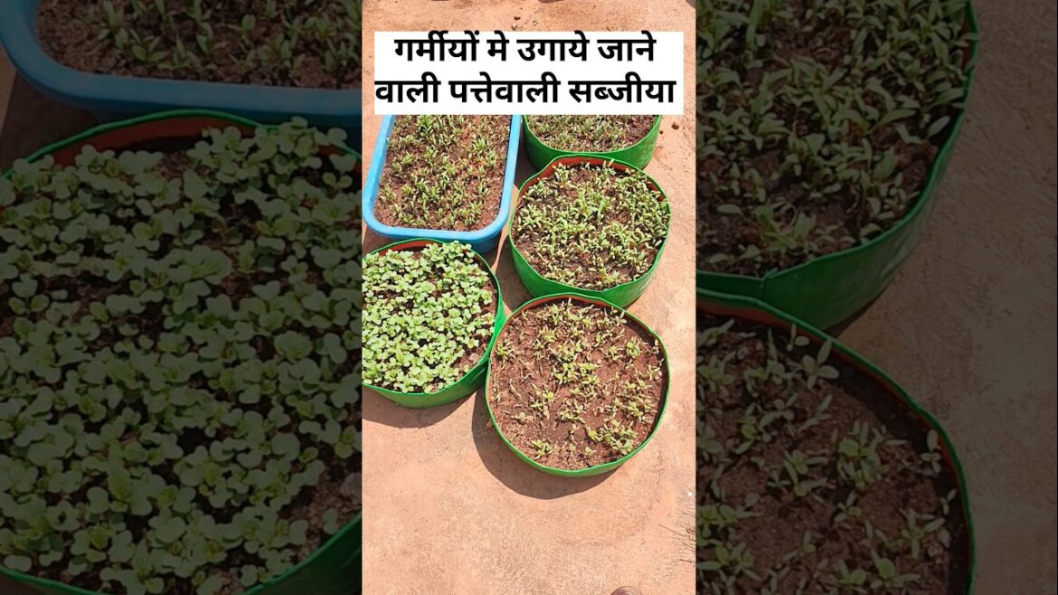Summer Leafy Vegetables You Can Easily Grow at Home. #summervegetables #terracegarden Summer Leafy Vegetables You Can Easily Grow at Home. #summervegetables #terracegarden