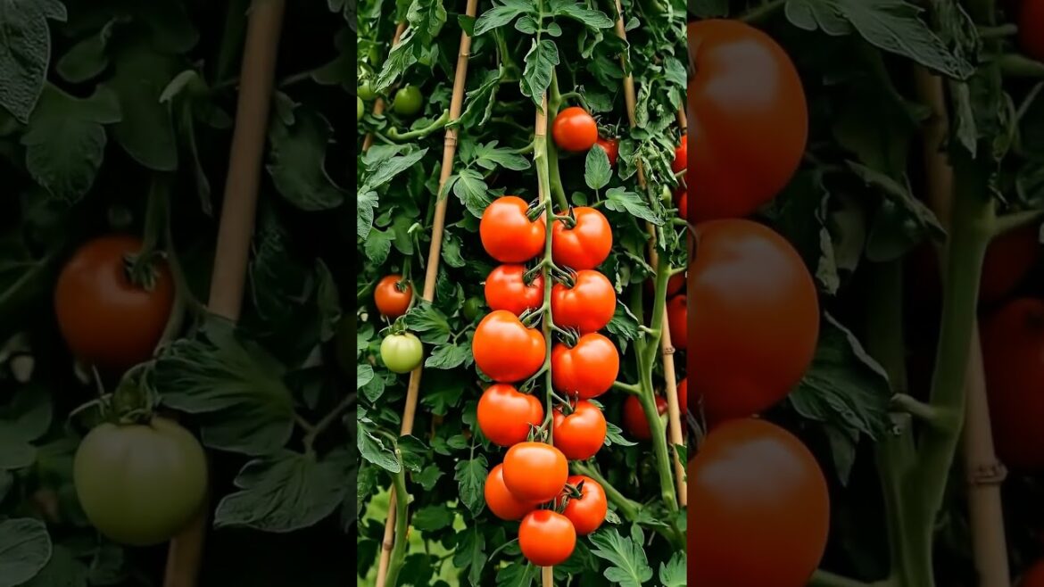The Ultimate Tomato Tower! 🍅 DIY Bamboo Teepee Trellis for Container Gardening