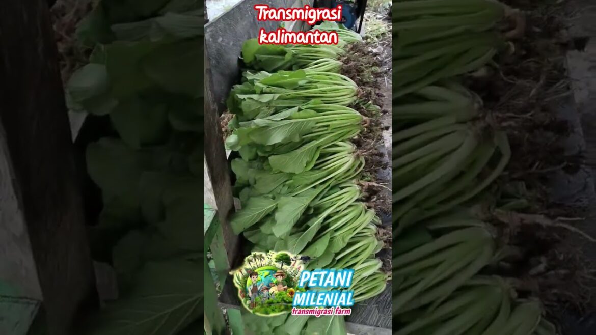 BERKEBUN SAYUR DI TRANSMIGRASI#kalimantan #petani #pertanian #borneo