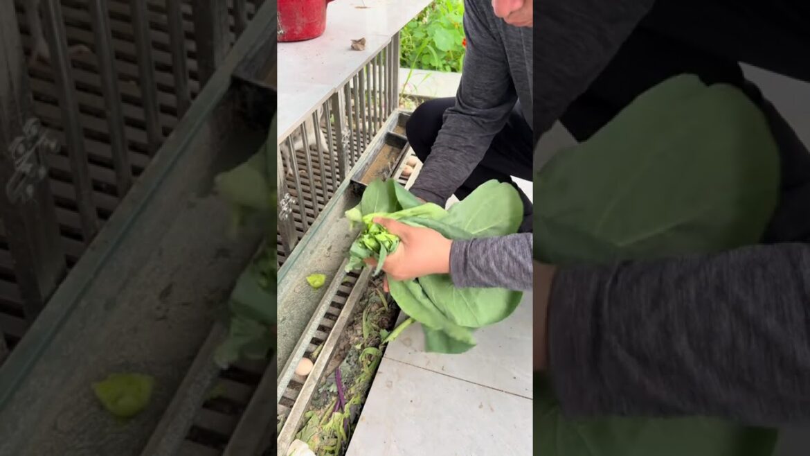 Reconnect with Nature: My Homespun Vegetable Garden Adventure