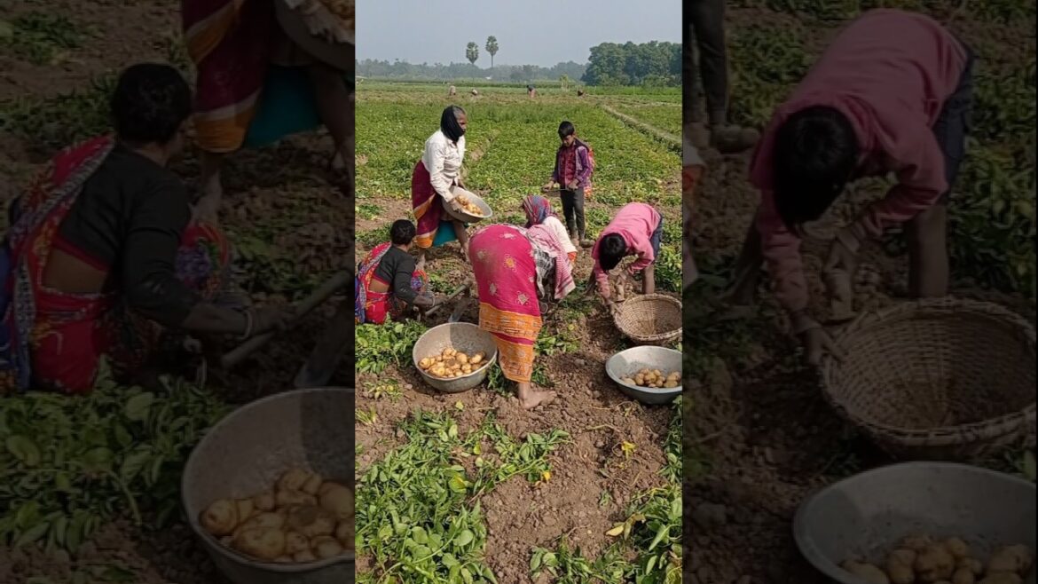 Potato Harvest Time by Women Farmers 👩‍🌾🥔#shorts