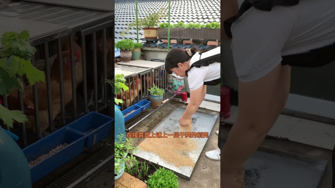 #Make chicken manure organic fertilizer #Homemade compost #Balcony plantingVegetables #Planting Tips