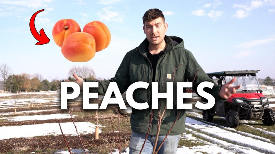 How to Prune Peaches To GUARANTEE Bigger Better Fruit