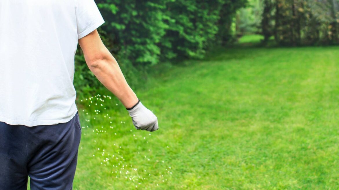 Lawns will be thicker and never suffer from moss if you pour 1 product on your grass Daily Mirror