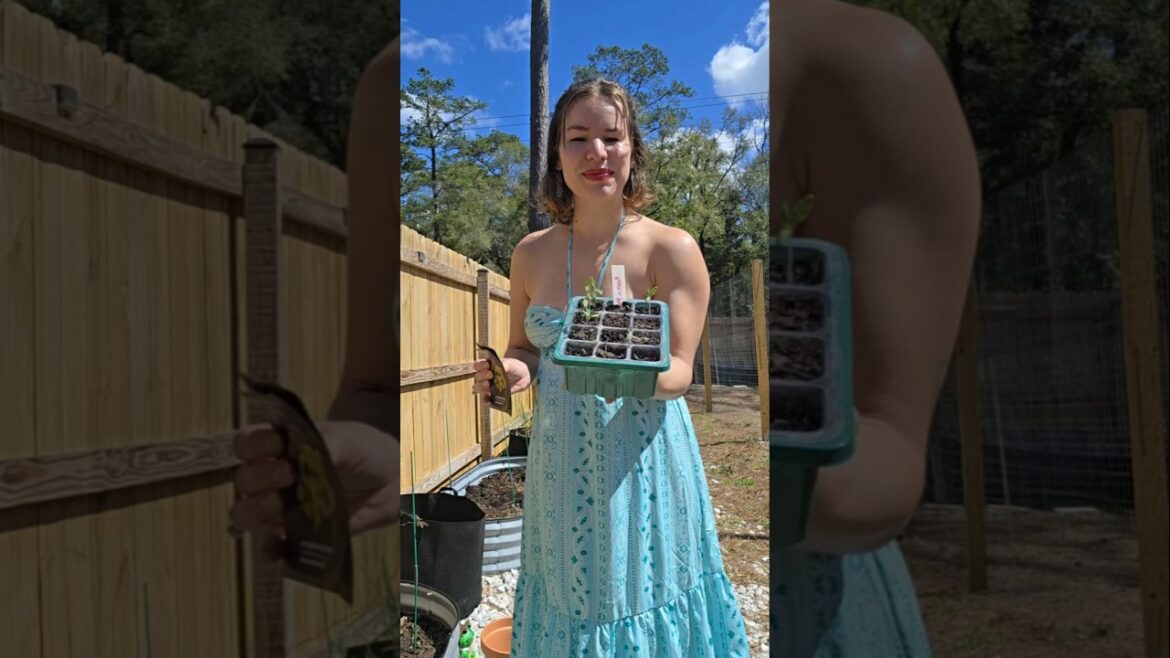 Transplant Tomatoes with Me ๐
#growingfood #growingtomatoes #gardenlife #backyardgarden Transplant Tomatoes with Me ๐
#growingfood #growingtomatoes #gardenlife #backyardgarden