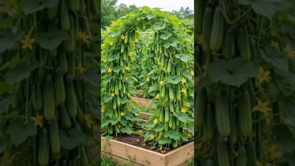 শসার ফলন দ্বিগুণ! #ছাদকৃষি #agriculture #farming #digitalkrishi #garden #food #reels #shorts #trends শসার ফলন দ্বিগুণ! #ছাদকৃষি #agriculture #farming #digitalkrishi #garden #food #reels #shorts #trends