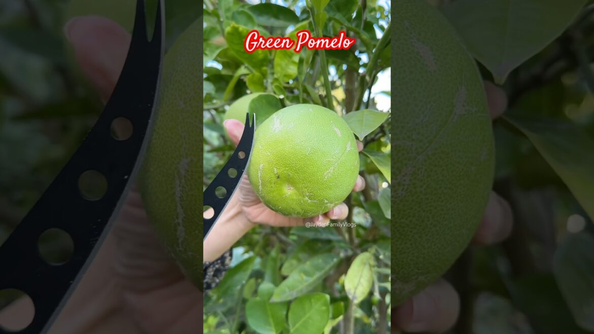 Fruit Cutting Pomelo 😱 #shorts #satisfying #fruit #enjoy #garden Fruit Cutting Pomelo 😱 #shorts #satisfying #fruit #enjoy #garden