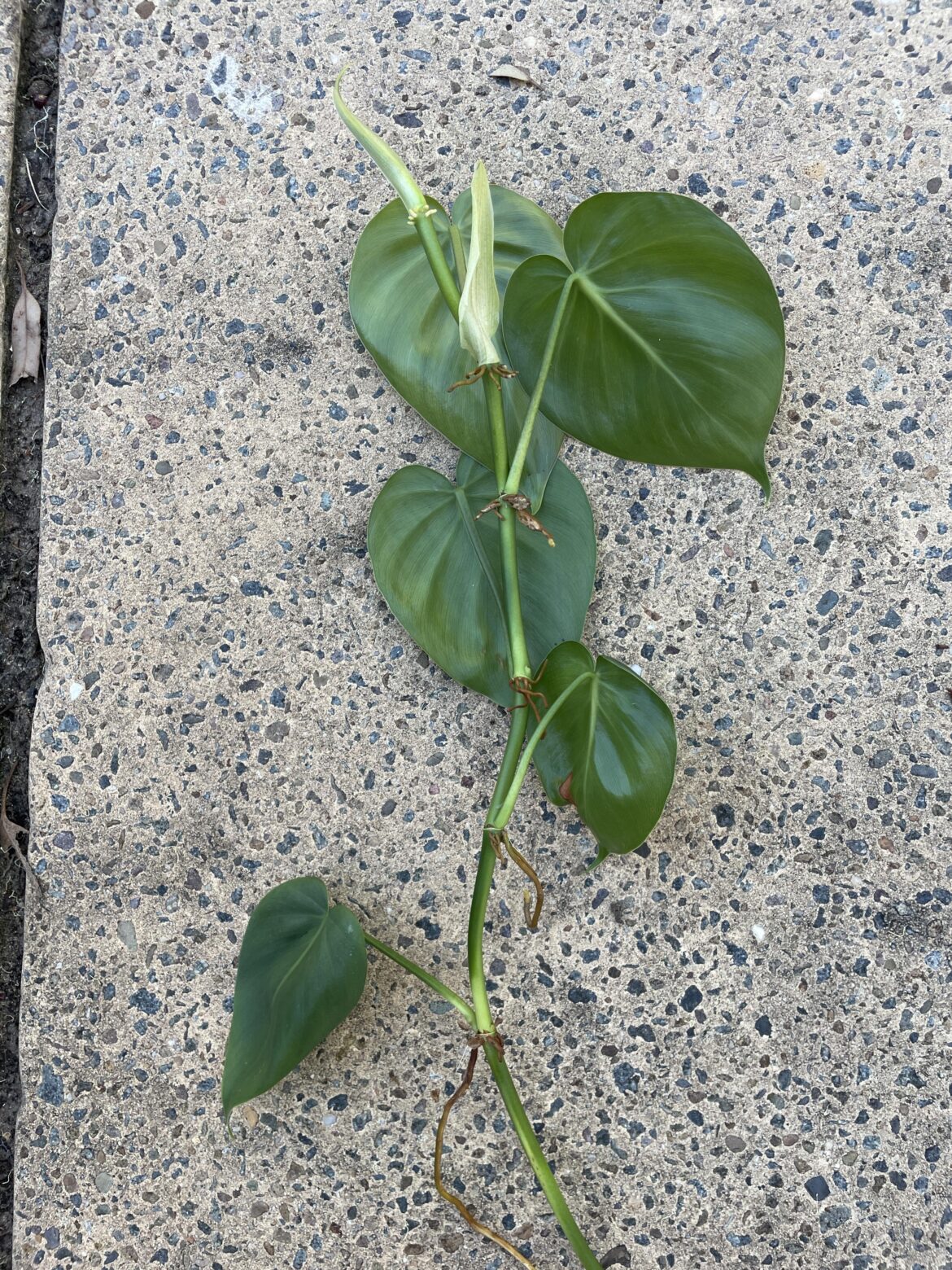 best way to propagate ?