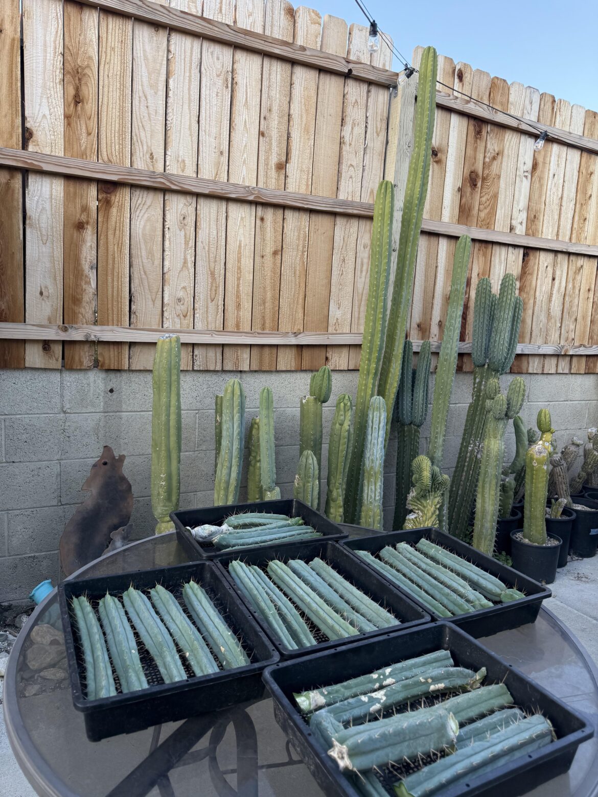 little harvest this evening after work 🙌