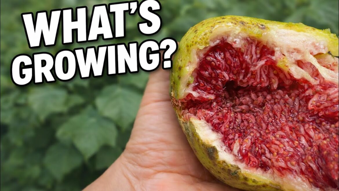 What’s Growing in My Sydney Food Forest? 🍂 Early Autumn Garden Tour What’s Growing in My Sydney Food Forest? 🍂 Early Autumn Garden Tour