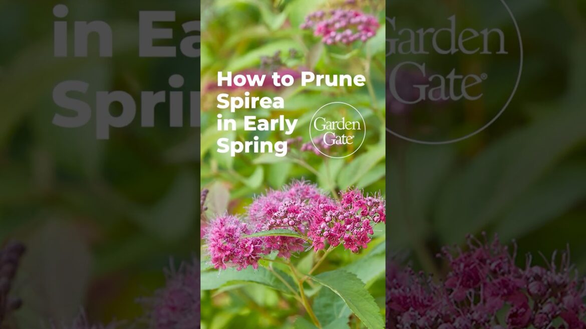 Prune Spirea in Early Spring for MORE Flowers 🌸 #gardentips