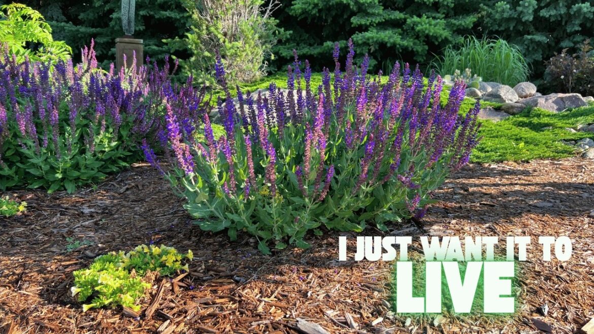 Ten Of The Toughest Perennials For Northern Gardens Ten Of The Toughest Perennials For Northern Gardens