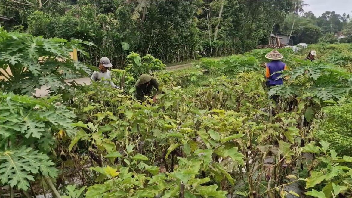 GARDEN PREPARATION: REMOVING EGGPLANT AND CHILI PLANTS MANUALLY! -agriculture farming