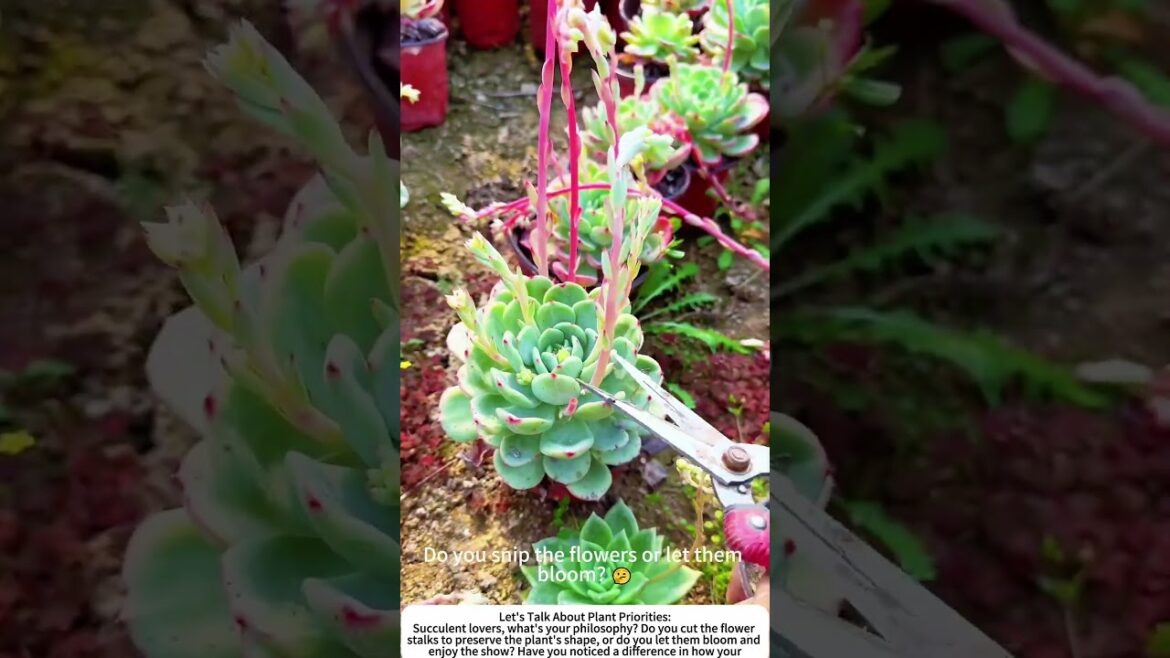 Succulent Care: Trimming Those Tall Flower Stalks 🌵🌱 Succulent Care: Trimming Those Tall Flower Stalks 🌵🌱