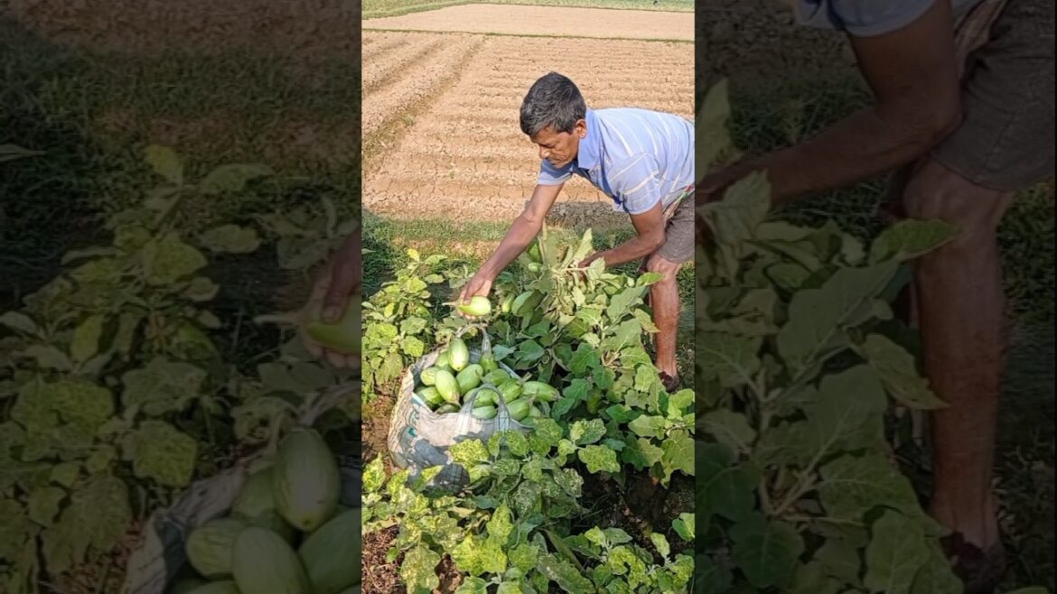 Morning Brinjal (বেগুন) Harvest in the Village 🌿🍆 #shorts Morning Brinjal (বেগুন) Harvest in the Village 🌿🍆 #shorts