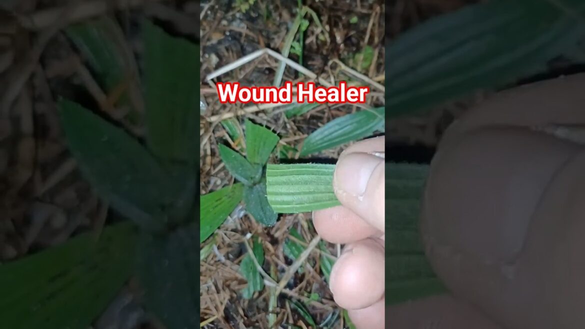 Narrow Leaf Plantain Uses History & Nutrients #Shorts