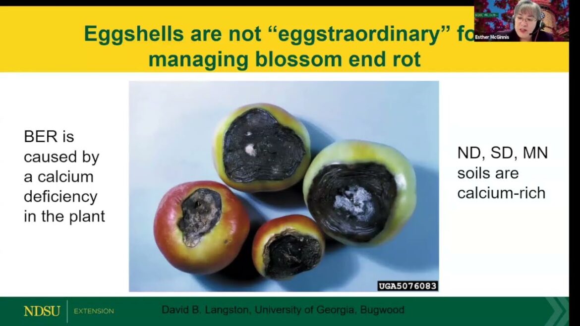 Debunking Common Vegetable Gardening Myths – NDSU Extension Field to Fork Debunking Common Vegetable Gardening Myths - NDSU Extension Field to Fork