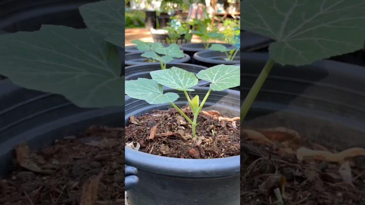 Gardening Tips for Pumpkin Farming ๐๐๐ #gardening #agriculture #farmer #farming #satisfying Gardening Tips for Pumpkin Farming ๐๐๐ #gardening #agriculture #farmer #farming #satisfying