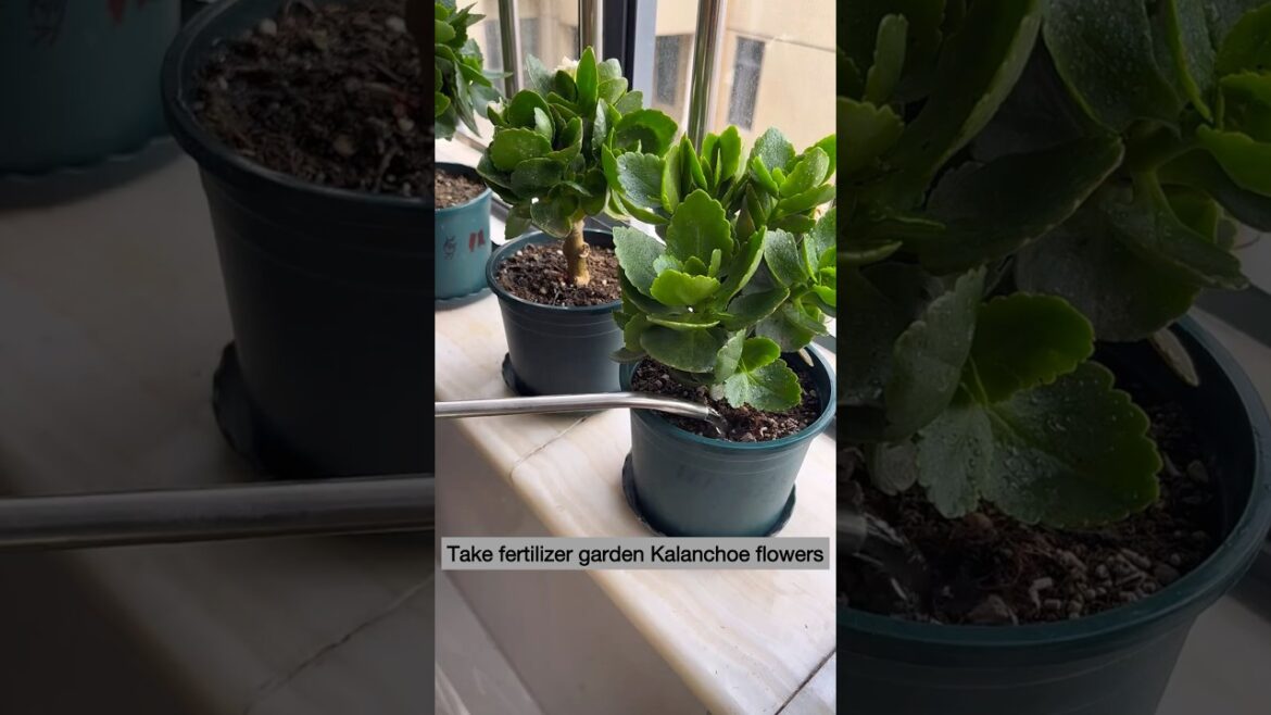 Take fertilizer garden Kalanchoe flowers #shorts #kalanchoes #flowerplants