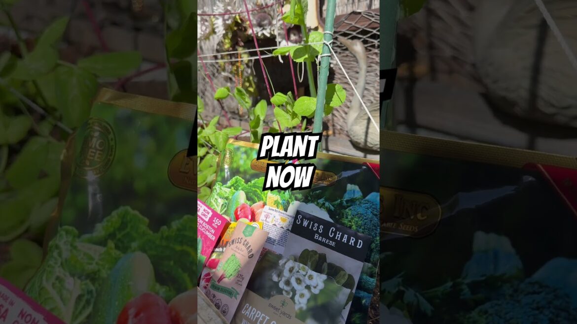 What to Plant Now in Southern California 🌱