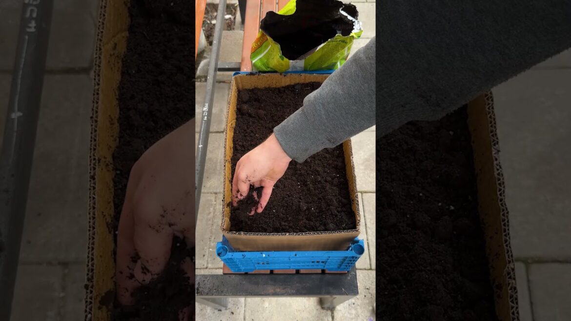 Coriander Planting Hack 🌿 #easy #planting #gardentips