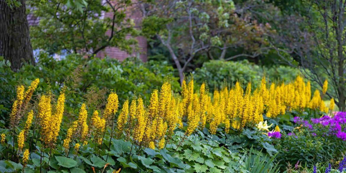 15 Gorgeous Perennials That Thrive in Shade