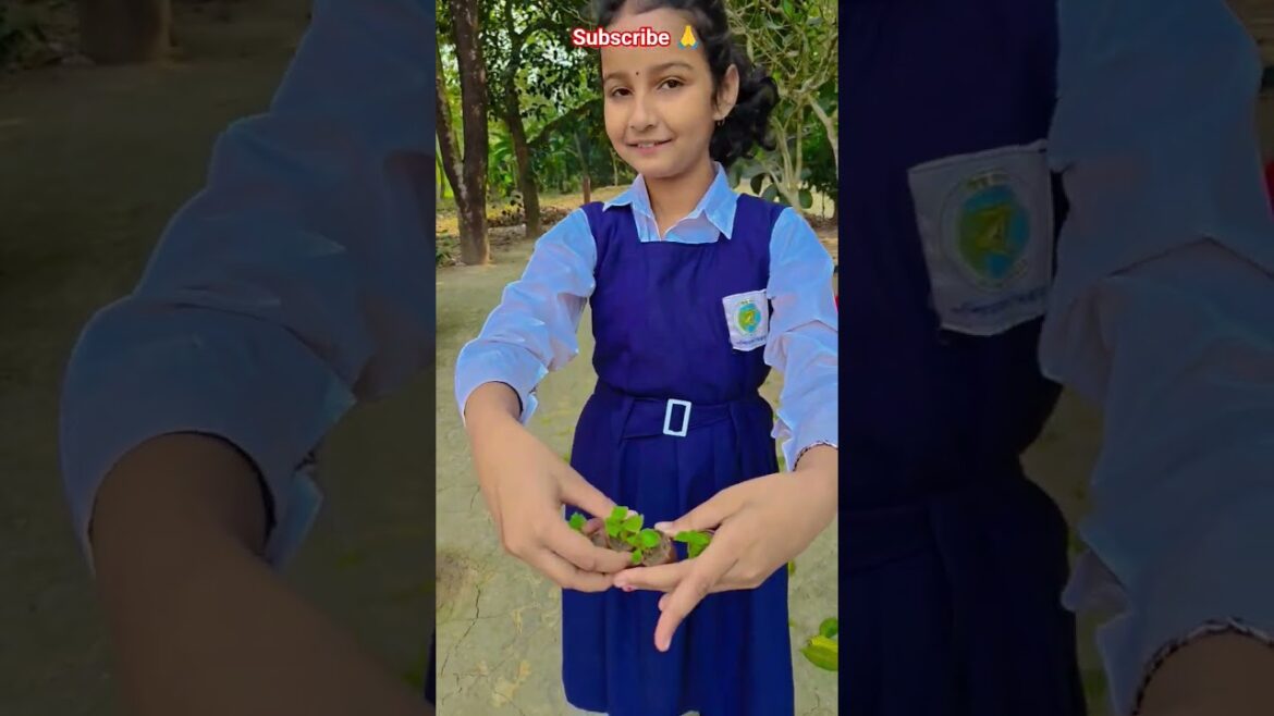 স্কুল যাবার আগে স্পেনজি ফুলগাছ বসালাম #garden #gardening #flowers #nursery #UpdateGardening স্কুল যাবার আগে স্পেনজি ফুলগাছ বসালাম #garden #gardening #flowers #nursery #UpdateGardening