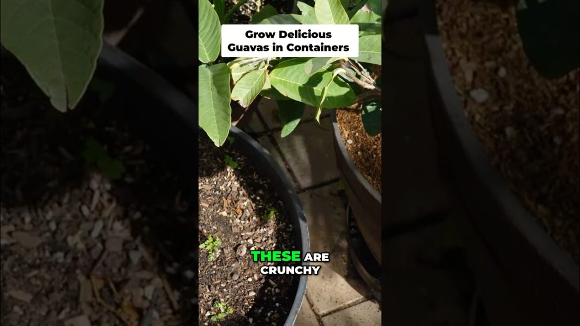 Grow Delicious Guavas: Thai White vs. Strawberry Variety!