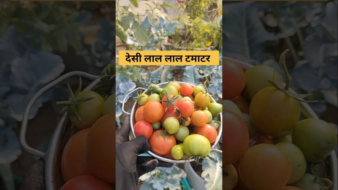 Vegetable garden#tomato harvesting