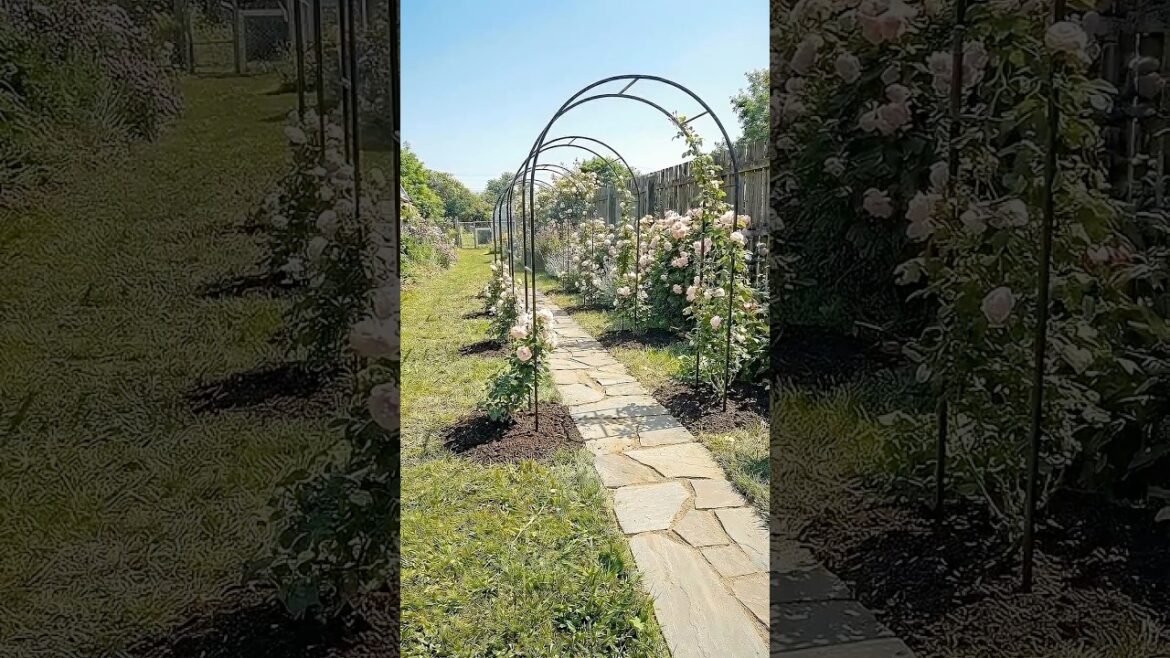 From Empty Yard to Blush Pink Rose Tunnel Walk #garden #reels #satisfying