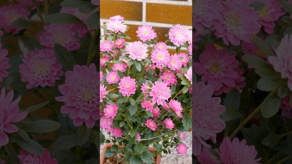 Growing Dwarf Asters from Seeds in Containers & Pots & Planters