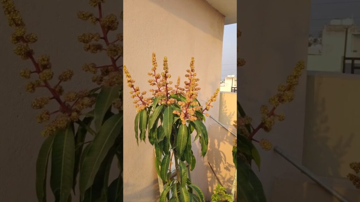 Exotic fruit plants on my terrace garden #shorts #viralshorts #fruit #plants Exotic fruit plants on my terrace garden #shorts #viralshorts #fruit #plants