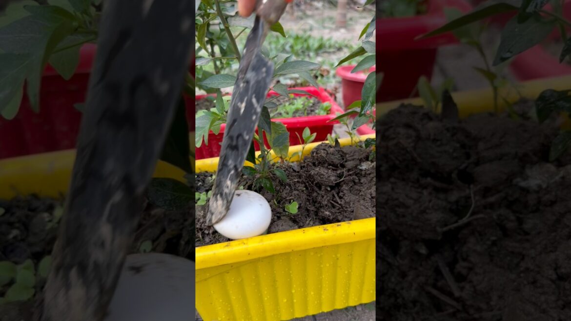 Chilli plant grow tips using raw eggs as compost  #chilli #plantcare #gardening #garden #eggplant