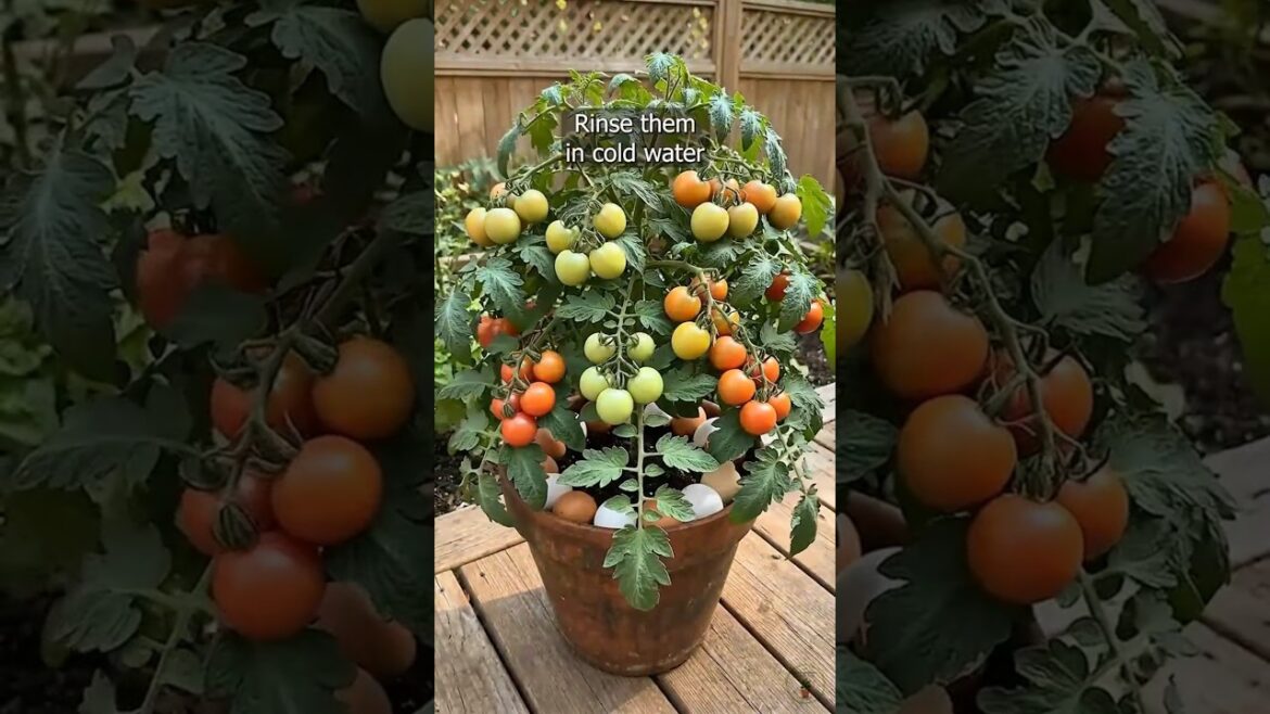 Eggshells Fertilizer🥚Best Calcium Source for Plants #shorts #gardening #diy #eggshells #garden