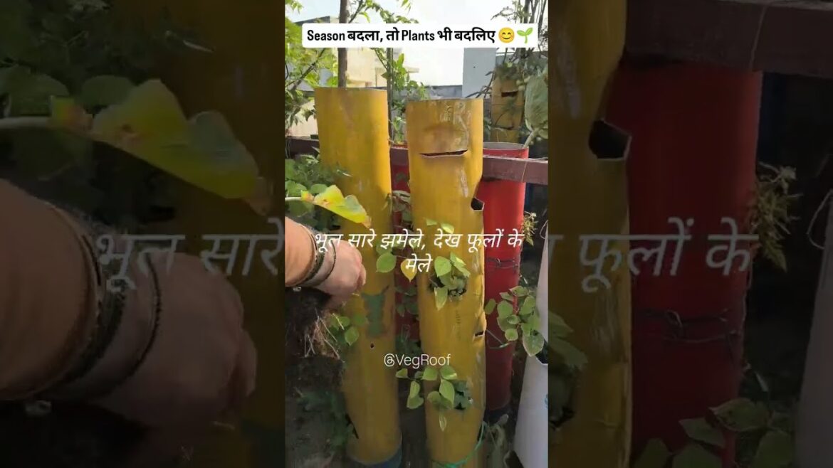 Season change, plants changed | Veg Roof - Vertical Vegetable Gardening Setup and Services