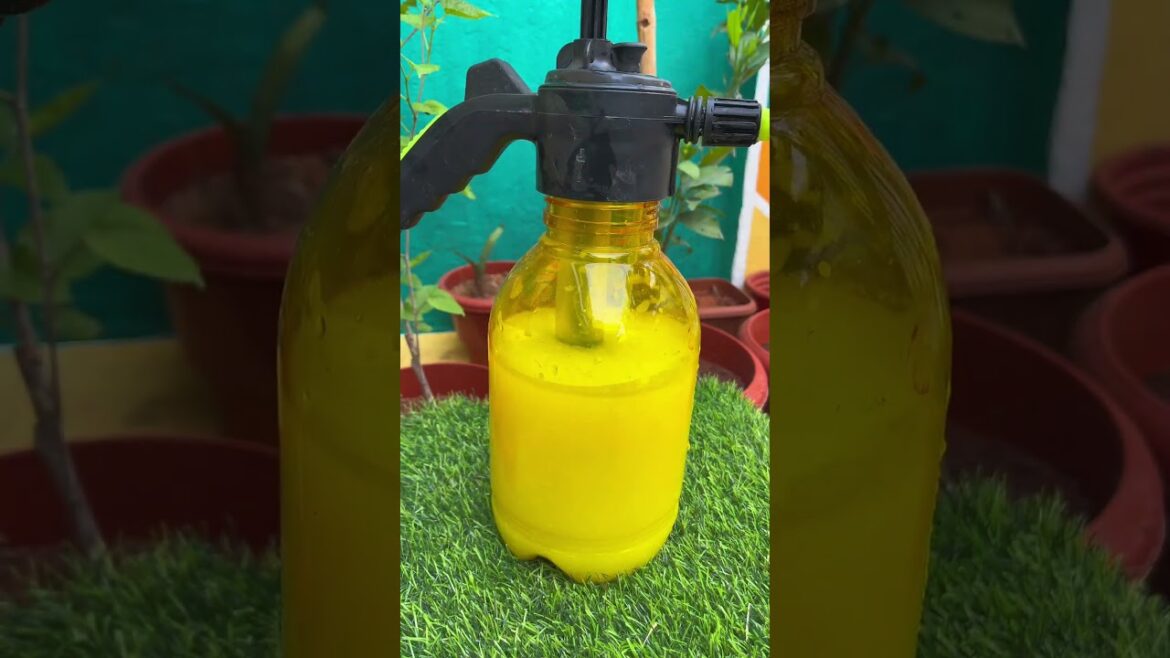 Just 5/- tip for your plants !!🪴 #1millionviews #plants #gardening #viral #fyp