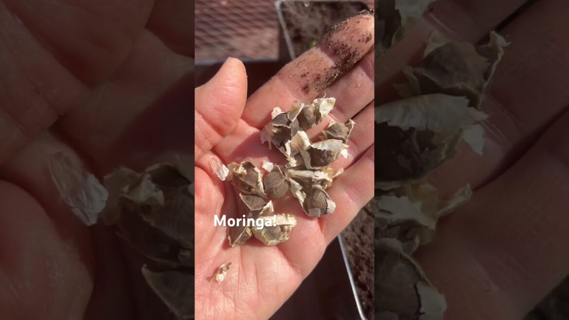 How to start #moringa in pots #gardeningtips