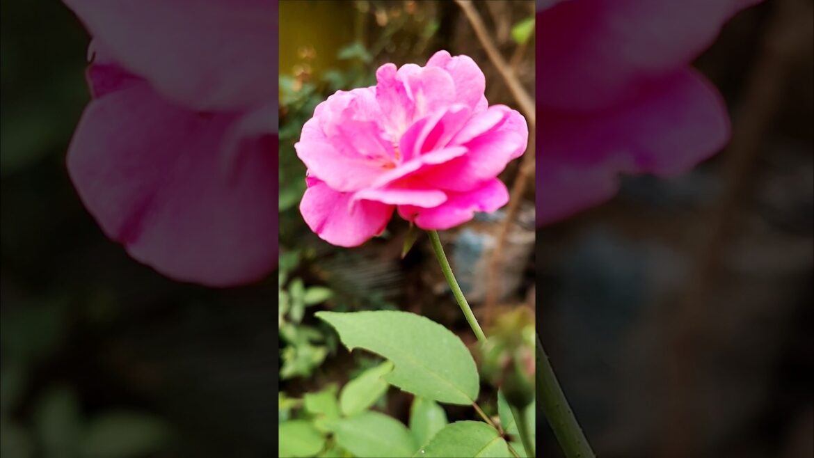 Desi Pink Rose 🌹 #gardendesign #youtubeshorts #nature #love #rose #shorts