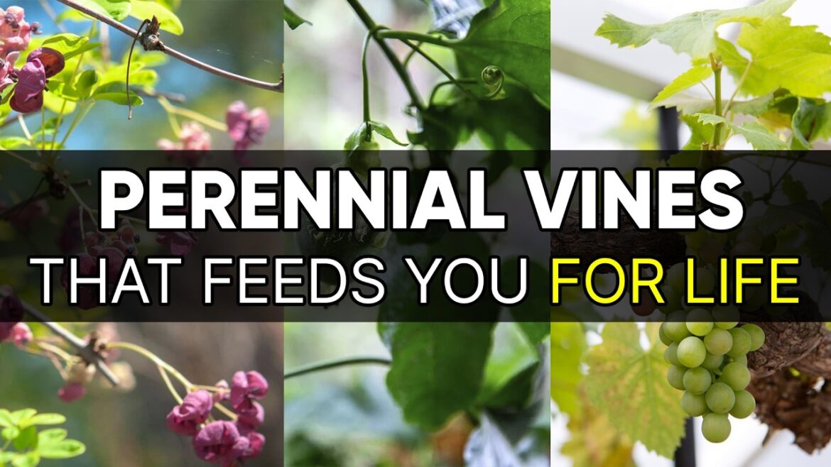 8 Food-Producing Vines That Come Back Every Year (Plant Once, Harvest for Decades) 8 Food-Producing Vines That Come Back Every Year (Plant Once, Harvest for Decades)