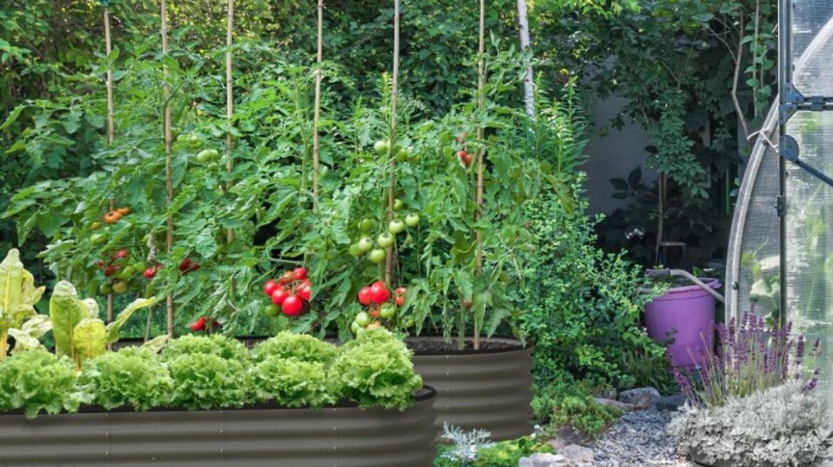 Gardener loves raised bed for ‘less slugs’ and no ‘hurting your back’ now £42 off Yorkshire Live