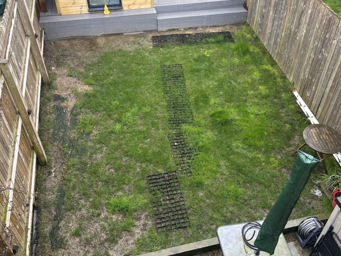 New lawn help for newbie gardener